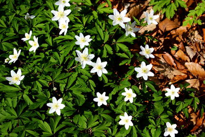 High angle view of white flowers