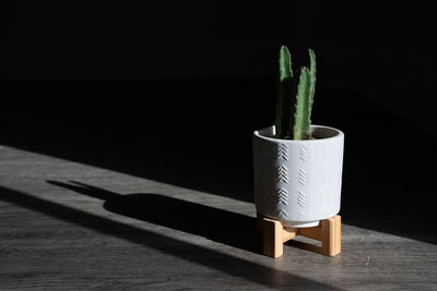 Close-up of potted cactus on table