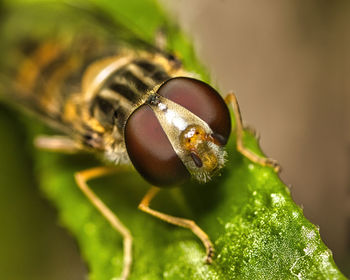 Close-up of insect on leaf