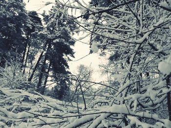 Low angle view of trees on snow covered landscape