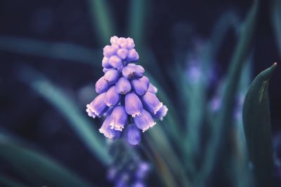 Close-up of purple flowering plant