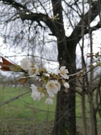 Close-up of cherry blossoms in spring