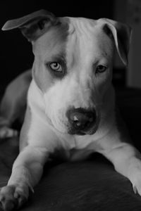 Close-up portrait of dog relaxing at home