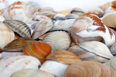 Close-up of seashells