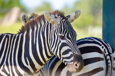 Portrait of a zebra