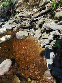 Rocks in pond