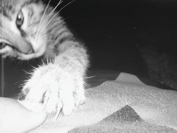 Close-up of hand with cat