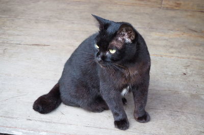 Close-up of black cat sitting on floor