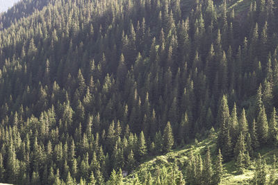 Pine trees in forest during winter