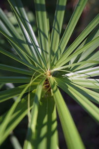 Close-up of plant
