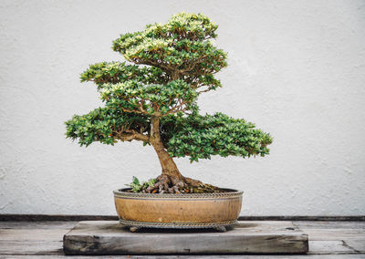 Close-up of bonsai tree on wood against wall