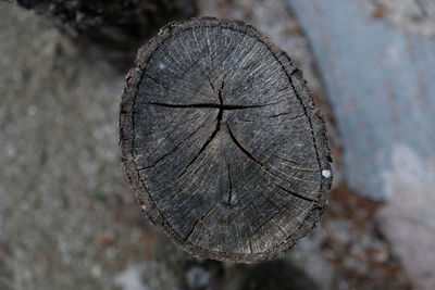 Close-up of tree stump