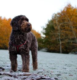 Dog looking away while standing on field