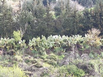 Plants growing on field