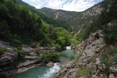 Scenic view of river flowing through forest