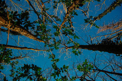 Low angle view of tree against blue sky