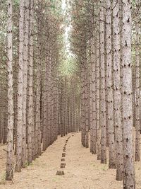 Footpath amidst pine trees in forest