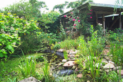 View of dog amidst plants in yard