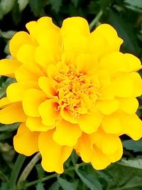 Close-up of yellow flower