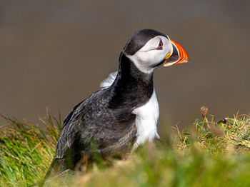 Single puffin portrait close up seabird showing black, white and orange marking, feathers and beak