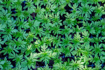 Full frame shot of plants