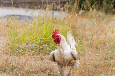 Rooster on grassy field