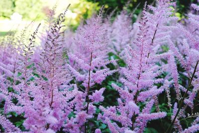 Close-up of pink flowers on branch