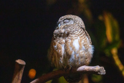 Close-up of bird perching on branch