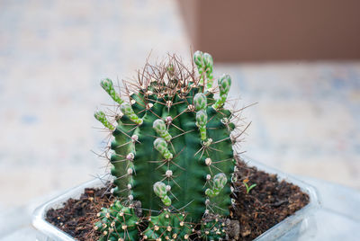 High angle view of cactus plant in pot