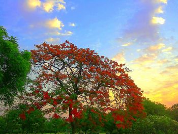 Low angle view of trees against sky