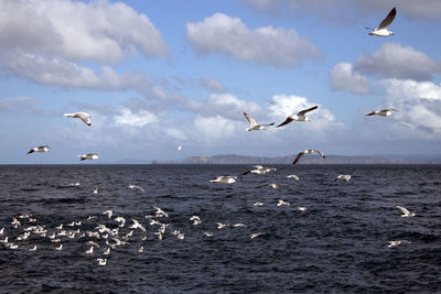 Seagulls flying over sea against sky