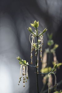 Close-up of plant on twig