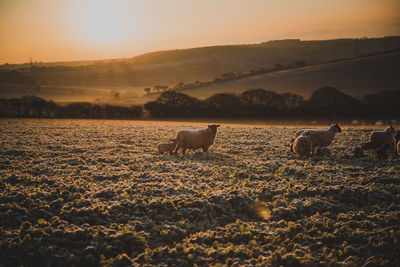 View of sheep on field during sunset