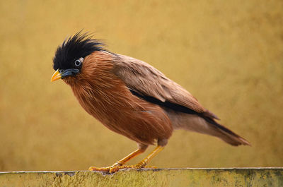 Close-up of bird perching on railing