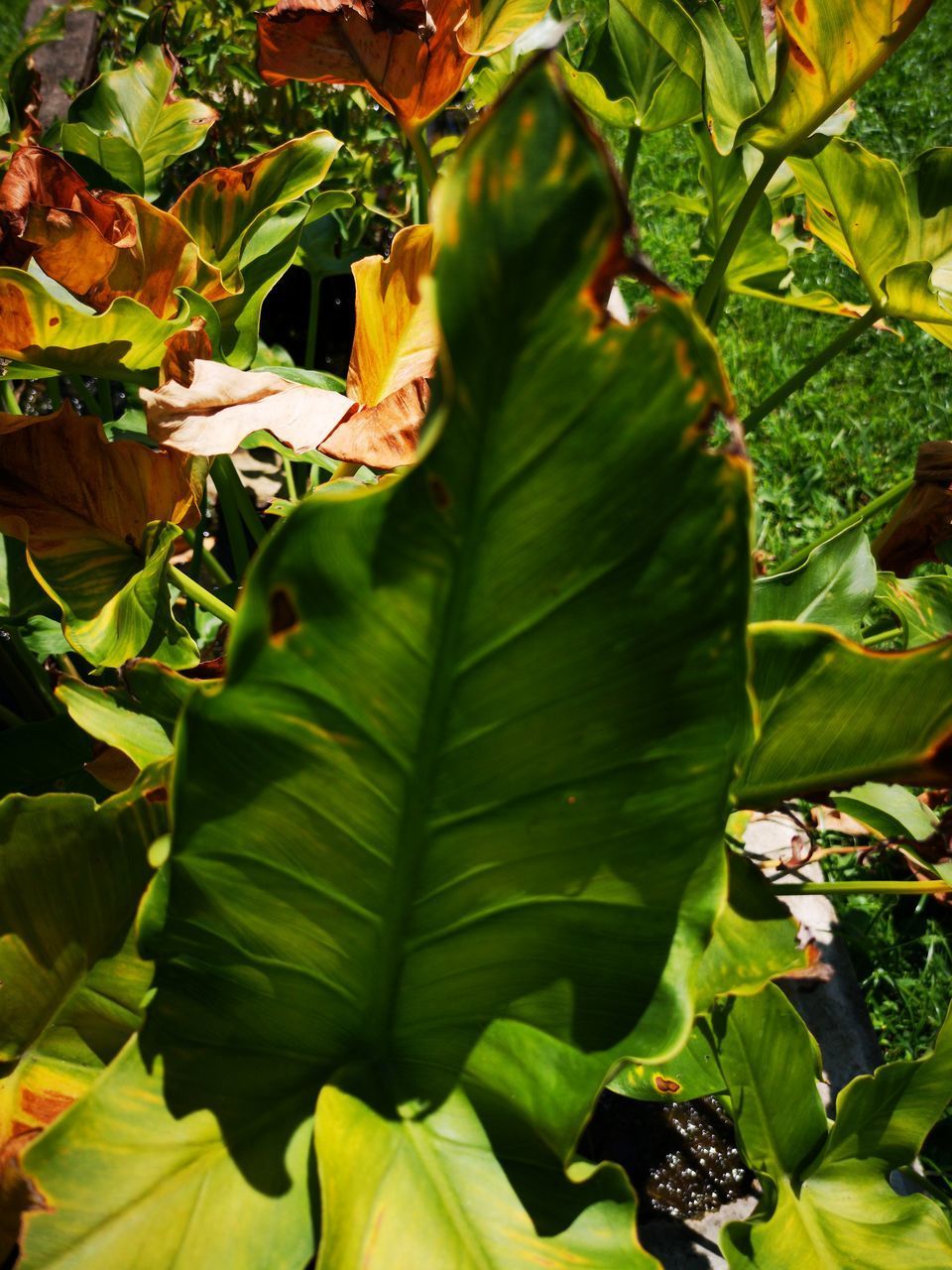 CLOSE-UP OF GREEN LEAVES ON PLANTS