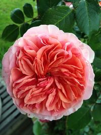 Close-up of pink dahlia flower