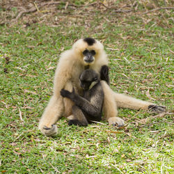 Monkey sitting on grass