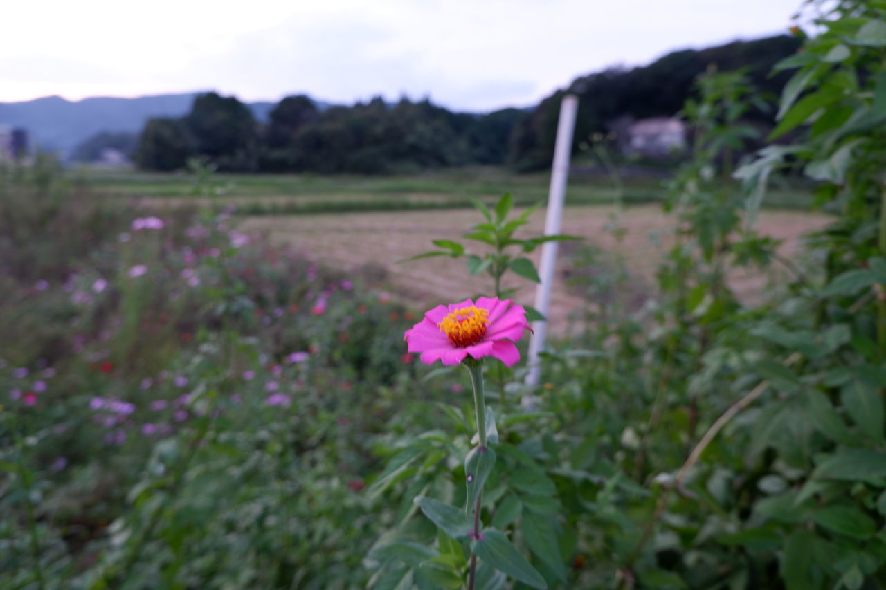 CLOSE-UP OF PINK FLOWERING PLANT ON LAND