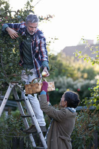 Mature couple picking apples, stockholm, sweden