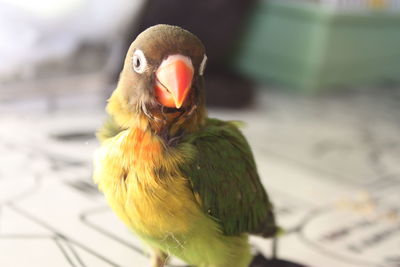 Close-up of bird