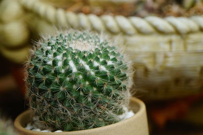 Close-up of cactus plant