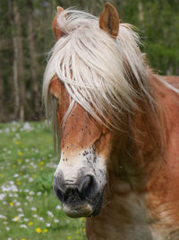 Close-up of a horse on field