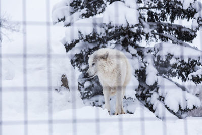 White wolf standing in snow at a zoo in japan