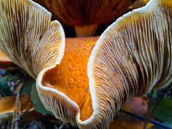 Close-up of fish