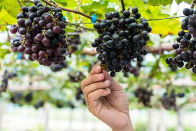 Close-up of hand picking red grapes growing in vineyard