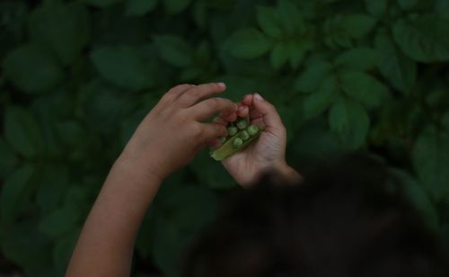 Cropped hand of woman holding green beans