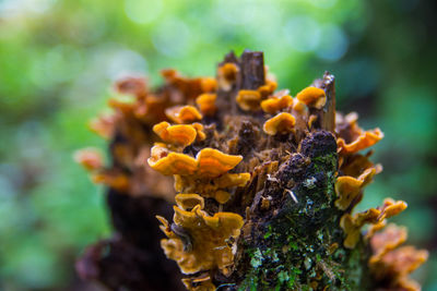 Close-up of lichen growing on tree