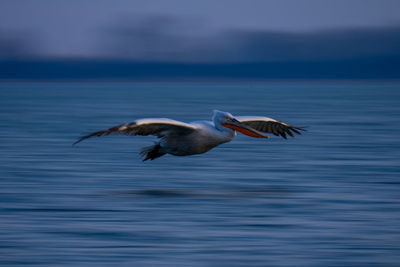 Pelican flying over lake