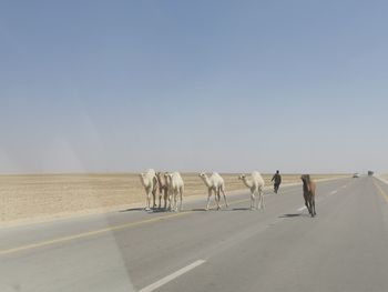 View of horses on the road