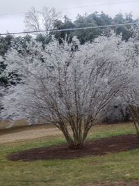 Bare tree on field against sky